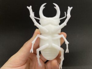 Stag Beatle 1